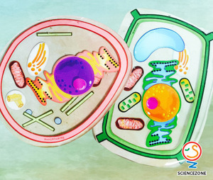 세포컵받침만들기 동물세포 식물세포